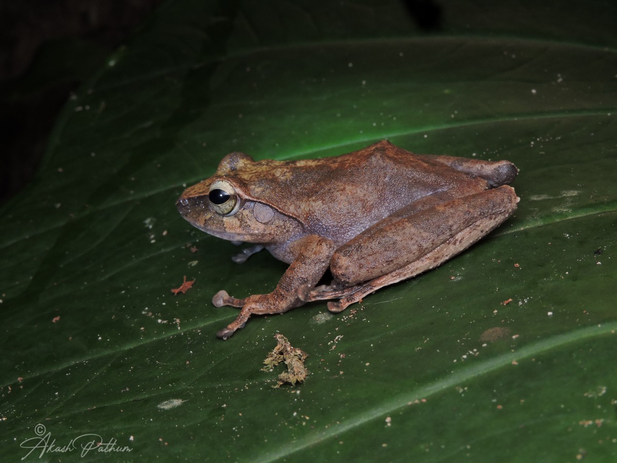 Pseudophilautus reticulatus Gunther, 1864